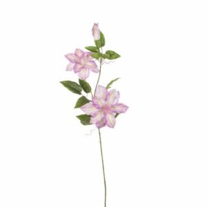 CLEMATIDE 85cm VIOLA A26526