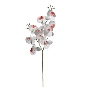 PHALEONOPSIS 80CM BIA. 2FHZ691 297