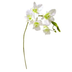 ORCHIDEA SINGAPORE CON 5 FIORI DS000191