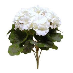 MAZZO DI GERANIO COLORE CREMA DS000831