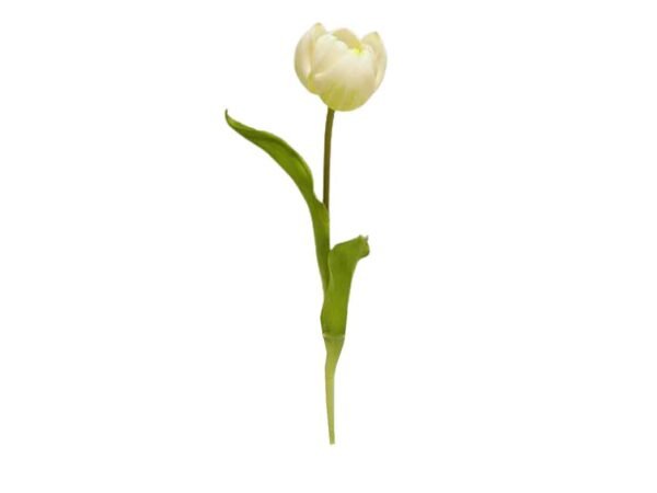 TULIPANO SPRUZ.49cm CREMA DS001932